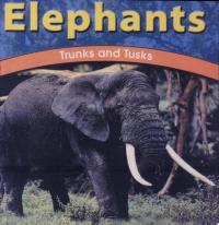 Elephants Trunks and Tusks