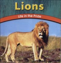 Lions Life in the Pride