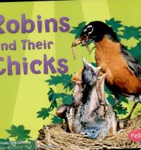 Robins and Their Chicks