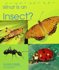 what-is-an-insect-