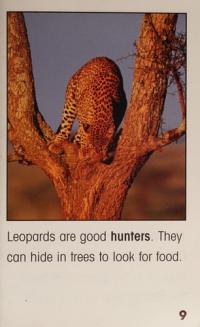 Let's Look at Leopards