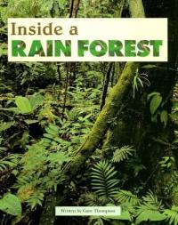 Inside a Rain Forest