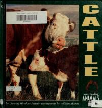 Cattle