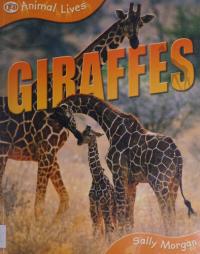 Giraffes