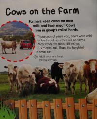 Cows