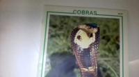 Cobras