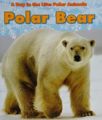 Polar Bear