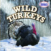 Wild Turkeys