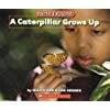 A Caterpillar Grows Up