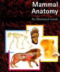 Mammal Anatomy An Illustrated Guide