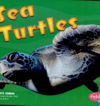 Sea Turtles