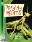 Praying Mantis