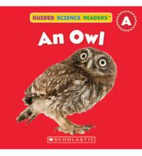 An Owl