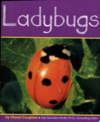 Ladybugs