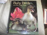 Baby Birds and How They Grow