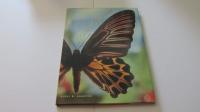 The Butterfly Alphabet