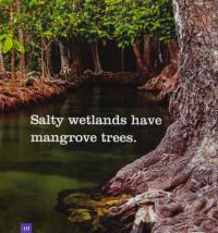 Wetlands