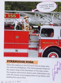 My Dog Is a Hero