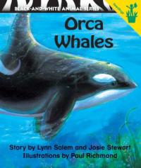 Orca Whales