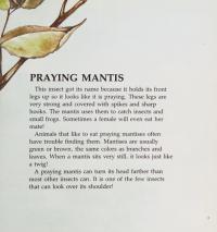 A Picture Book of Insects