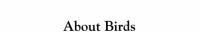 About Birds A Guide for Children