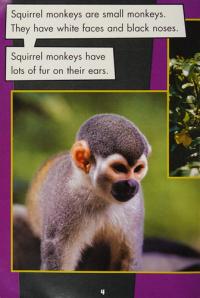 Squirrel Monkeys