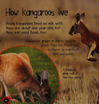 Joey to Kangaroo