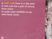 Windows on Literacy Fluent (Science: Life Science): What Lives in a Tide Pool?