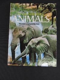 The Colourful World of Animals