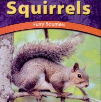 Squirrels Furry Scurriers