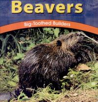 Beavers Big-Toothed Builders