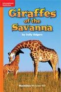 Giraffes of The Savanna
