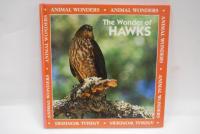 The wonder of hawks